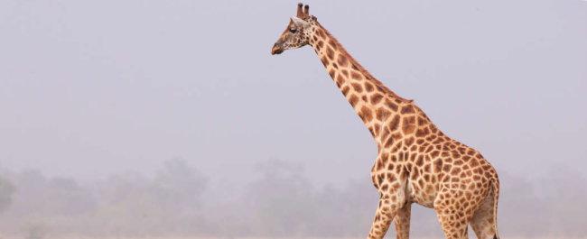 Kordofan giraffe - credit Bristol Zoo